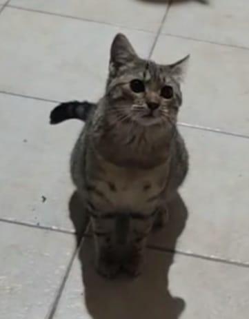 Micina tigrata grigia 6mesi.SICILIA URGENTE CASA Foto 3