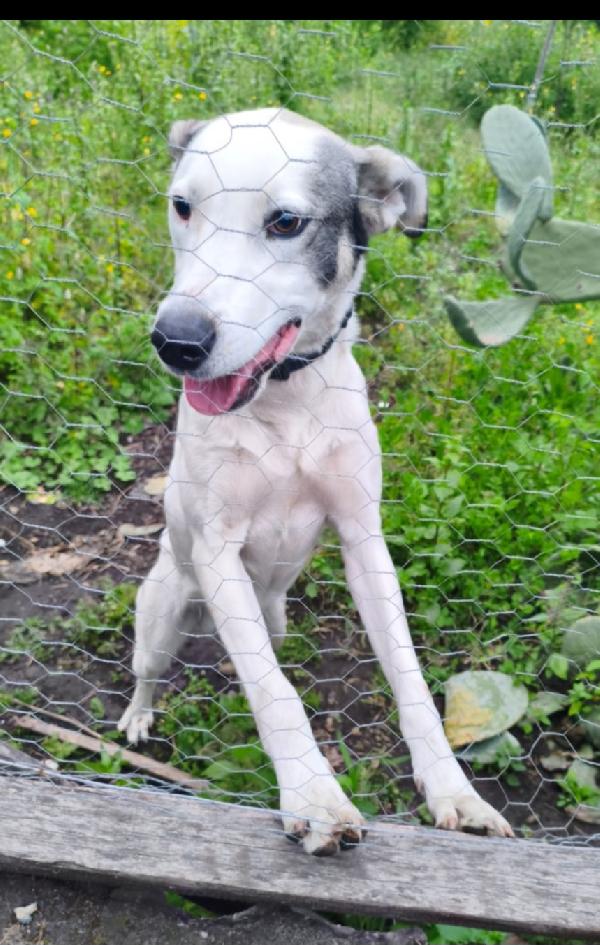 Jack 1Anno Splendido Isolato In 1Terreno.ok Gatti