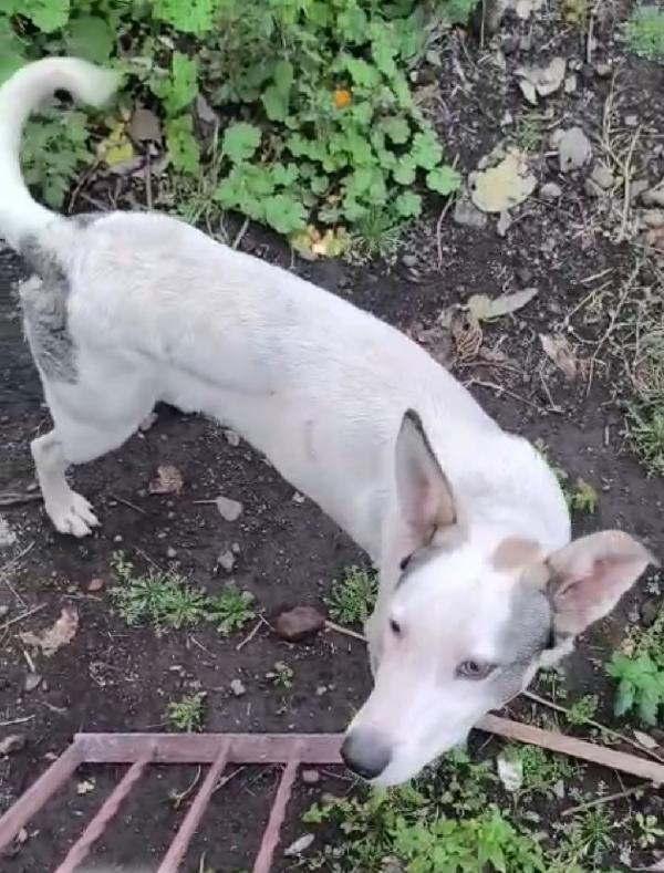 Jack 1anno splendido ISOLATO IN 1TERRENO.OK GATTI Foto 4