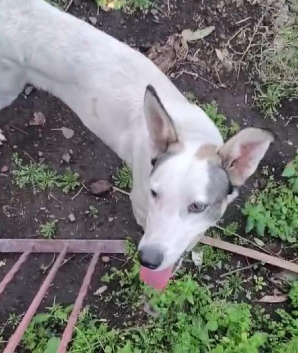 Jack 1anno splendido ISOLATO IN 1TERRENO.OK GATTI Foto 6