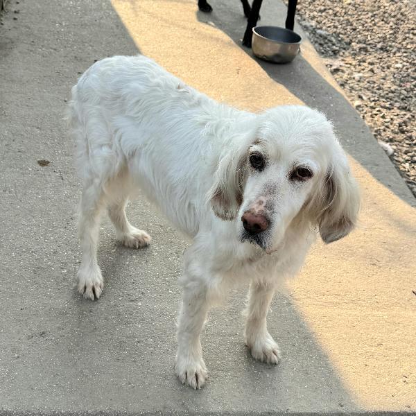 Liz 14 anni setter inglese  Foto 2