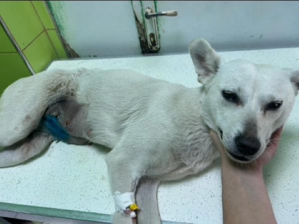 Patty 2/3anni kg10 ARRIVA IL 25/3 SU RICHIESTA! URGENTE Foto 2