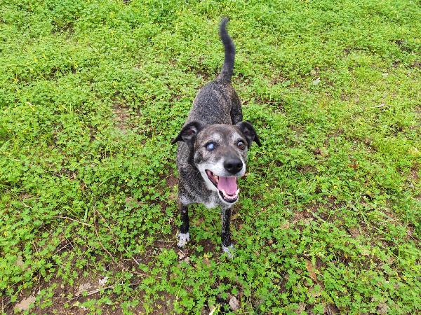 Teo: Ipovedente Dolcissimo Taglia Contenuta 