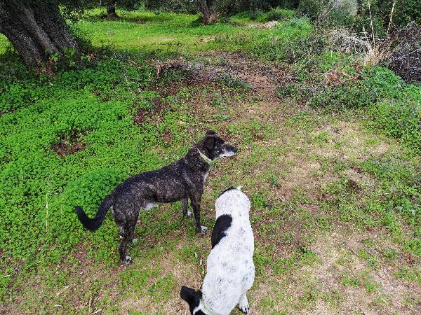Teo: ipovedente dolcissimo taglia contenuta  Foto 2