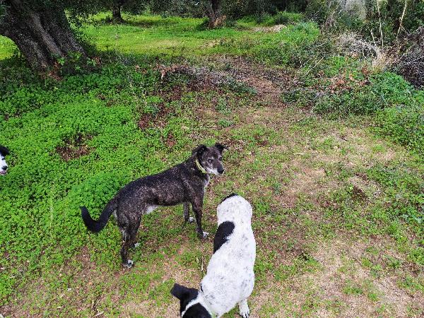 Teo: ipovedente dolcissimo taglia contenuta  Foto 3