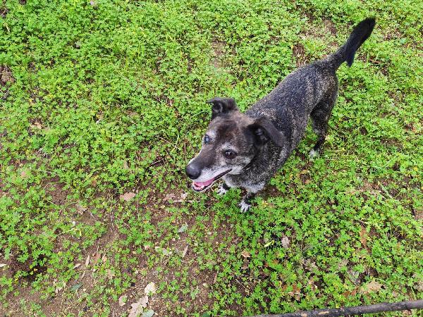 Teo: ipovedente dolcissimo taglia contenuta  Foto 4