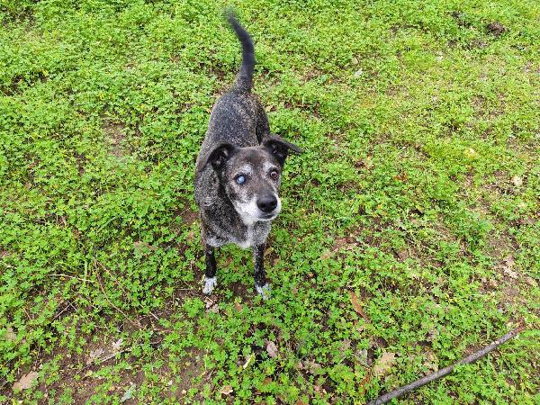 Teo: ipovedente dolcissimo taglia contenuta  Foto 5