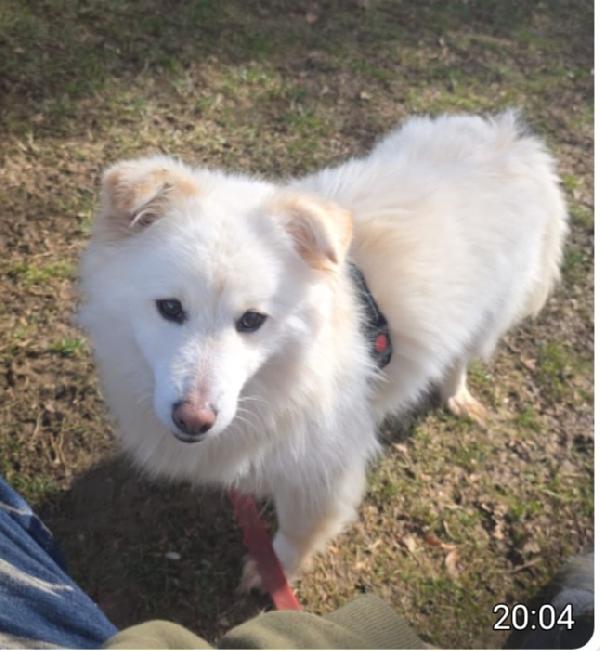 Mix Volpina 2Anni Kg14 Salvata Da 1Lager.bergamo