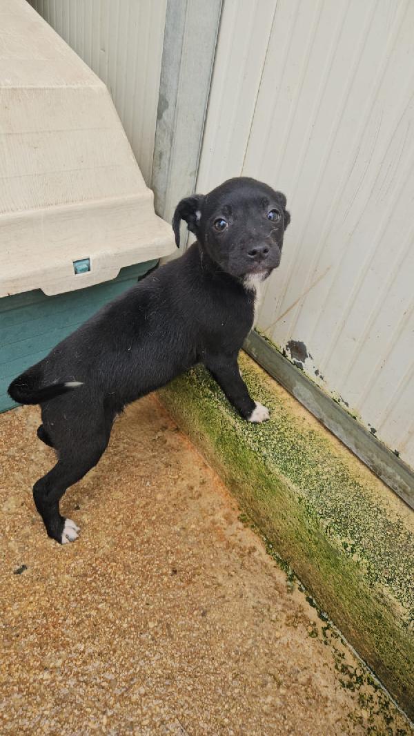 Corsica: 3 Mesi Taglia Contenuta 