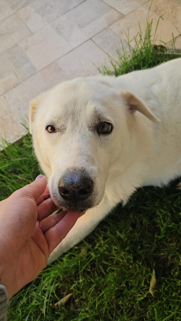 Consuelo: dolce, equilibrata, socievole Foto 8