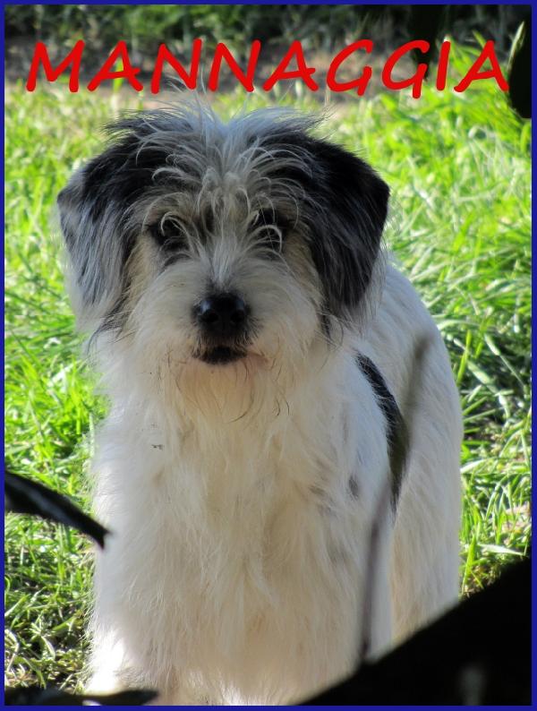 Mannaggia Cucciolona Simil Spinoncina, Cerca Una Mamma Umana Che Le Dia Una Nuova Vita!