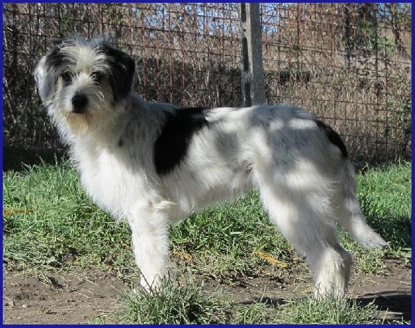 MANNAGGIA CUCCIOLONA SIMIL SPINONCINA, CERCA UNA MAMMA UMANA CHE LE DIA UNA NUOVA VITA! Foto 2