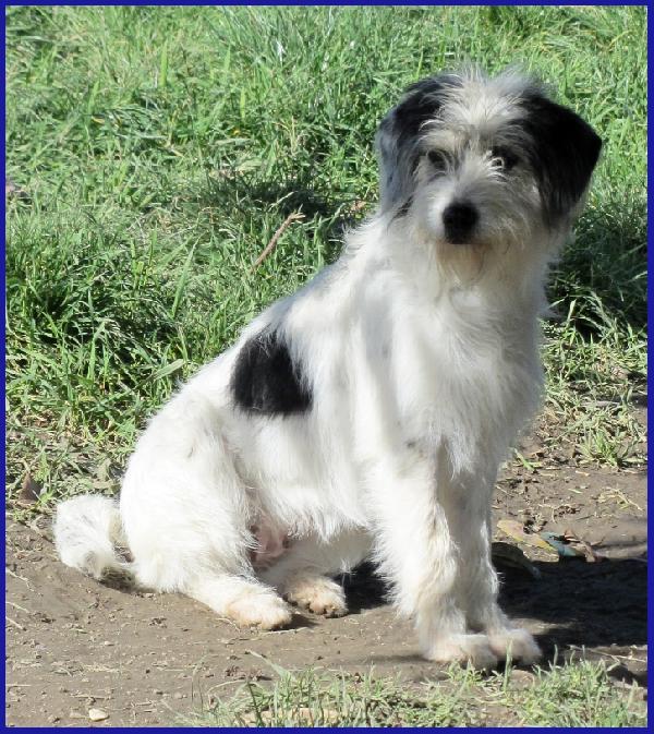 MANNAGGIA CUCCIOLONA SIMIL SPINONCINA, CERCA UNA MAMMA UMANA CHE LE DIA UNA NUOVA VITA! Foto 3