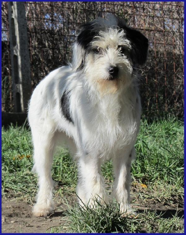 MANNAGGIA CUCCIOLONA SIMIL SPINONCINA, CERCA UNA MAMMA UMANA CHE LE DIA UNA NUOVA VITA! Foto 4