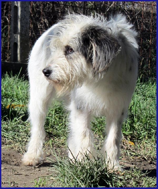 MANNAGGIA CUCCIOLONA SIMIL SPINONCINA, CERCA UNA MAMMA UMANA CHE LE DIA UNA NUOVA VITA! Foto 5