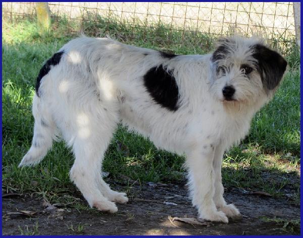 MANNAGGIA CUCCIOLONA SIMIL SPINONCINA, CERCA UNA MAMMA UMANA CHE LE DIA UNA NUOVA VITA! Foto 6