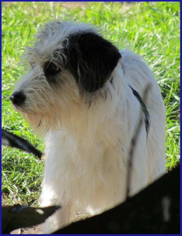 MANNAGGIA CUCCIOLONA SIMIL SPINONCINA, CERCA UNA MAMMA UMANA CHE LE DIA UNA NUOVA VITA! Foto 7