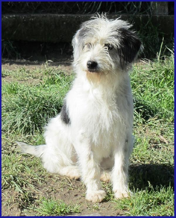 MANNAGGIA CUCCIOLONA SIMIL SPINONCINA, CERCA UNA MAMMA UMANA CHE LE DIA UNA NUOVA VITA! Foto 8