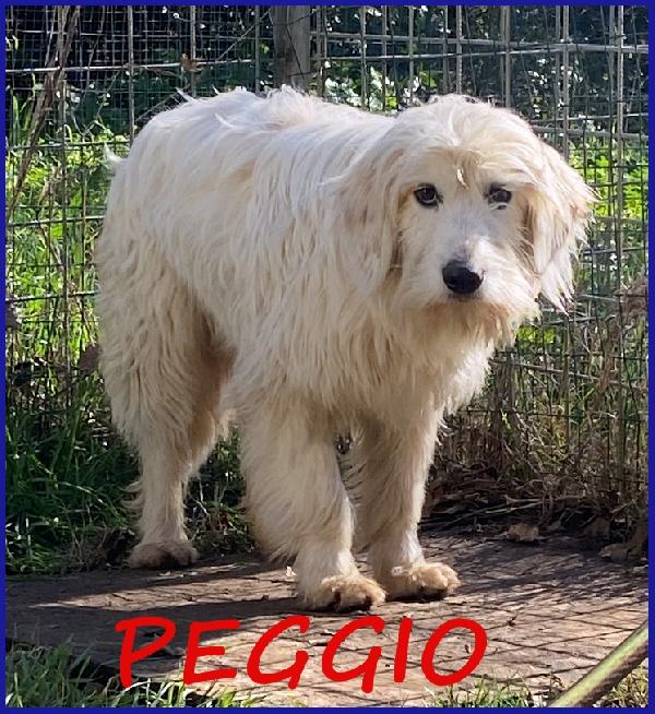 Peggio Cucciolone Simil Spinoncino Ha Bisogno Di Una Casa Dove Cominciare Una Nuova Vita!