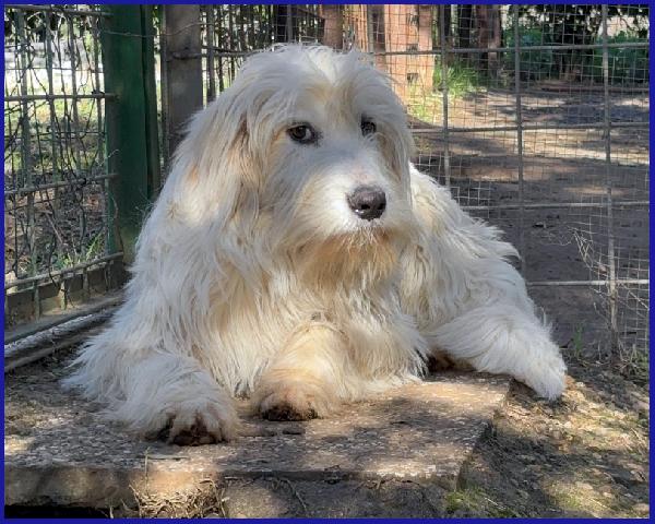 PEGGIO CUCCIOLONE SIMIL SPINONCINO HA BISOGNO DI UNA CASA DOVE COMINCIARE UNA NUOVA VITA! Foto 2