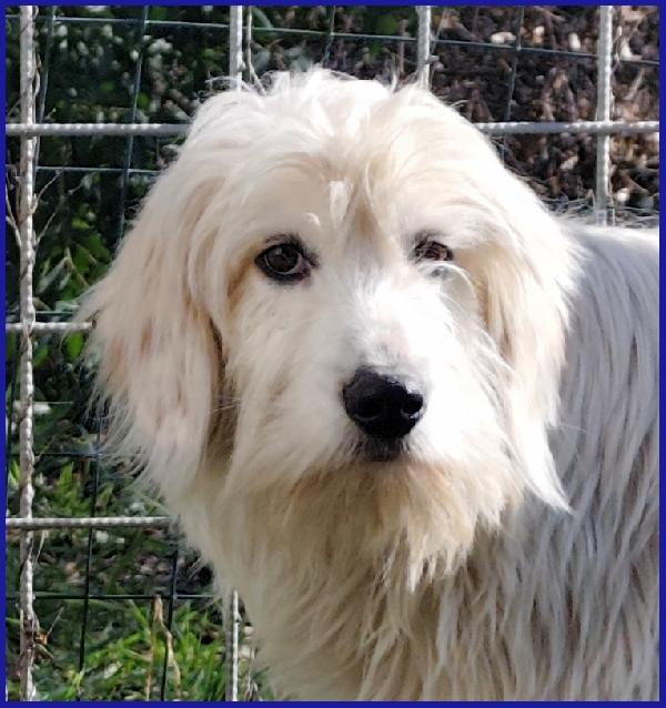 PEGGIO CUCCIOLONE SIMIL SPINONCINO HA BISOGNO DI UNA CASA DOVE COMINCIARE UNA NUOVA VITA! Foto 3