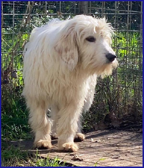 PEGGIO CUCCIOLONE SIMIL SPINONCINO HA BISOGNO DI UNA CASA DOVE COMINCIARE UNA NUOVA VITA! Foto 4