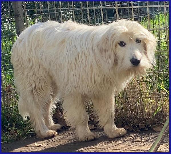 PEGGIO CUCCIOLONE SIMIL SPINONCINO HA BISOGNO DI UNA CASA DOVE COMINCIARE UNA NUOVA VITA! Foto 5
