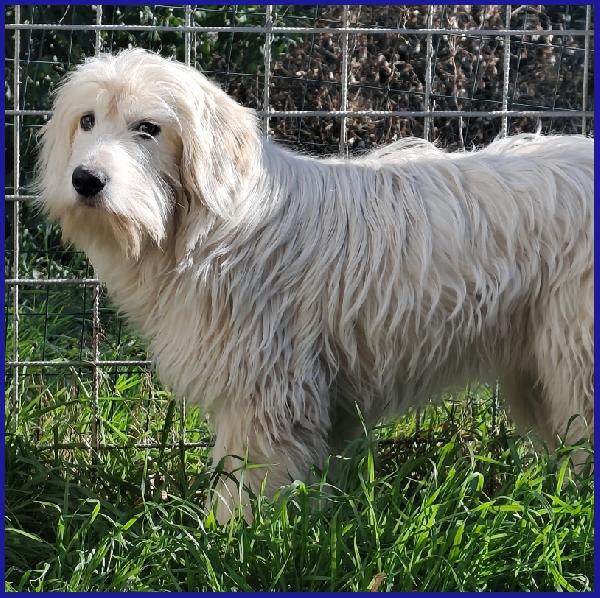 PEGGIO CUCCIOLONE SIMIL SPINONCINO HA BISOGNO DI UNA CASA DOVE COMINCIARE UNA NUOVA VITA! Foto 6