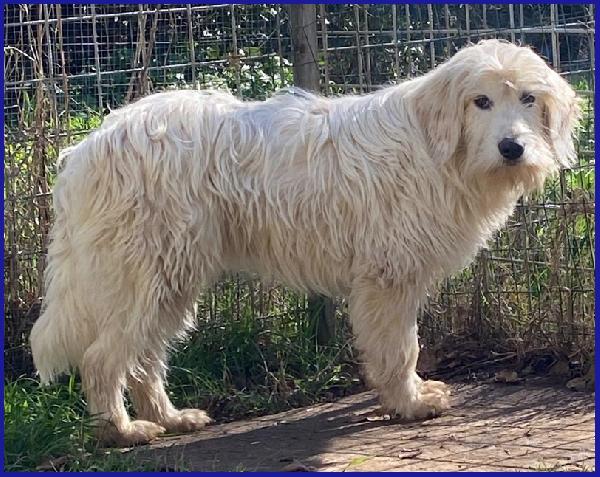 PEGGIO CUCCIOLONE SIMIL SPINONCINO HA BISOGNO DI UNA CASA DOVE COMINCIARE UNA NUOVA VITA! Foto 7