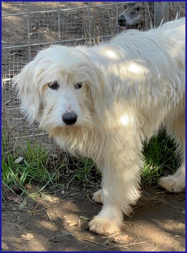 PEGGIO CUCCIOLONE SIMIL SPINONCINO HA BISOGNO DI UNA CASA DOVE COMINCIARE UNA NUOVA VITA! Foto 8