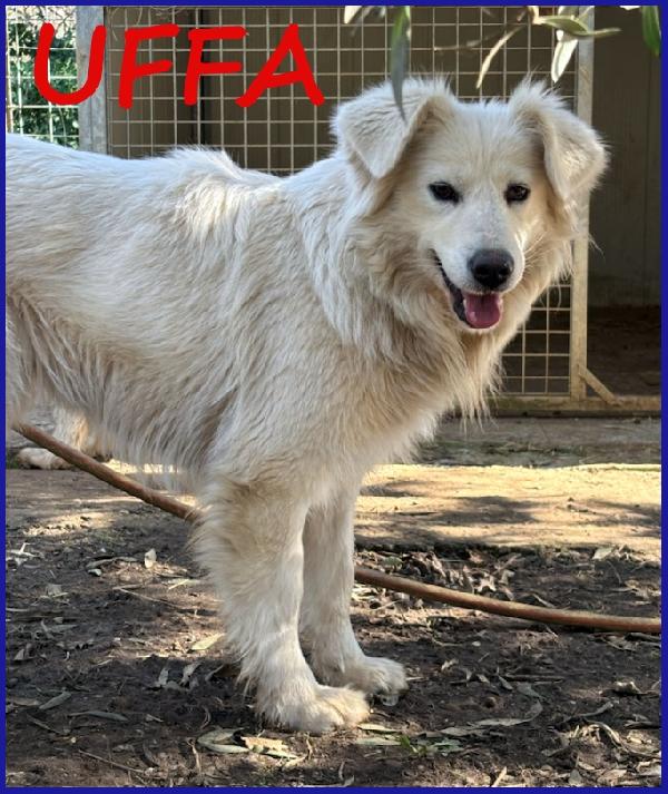 Uffa, Simil Maremmana 3 Anni, Vagava Con I Suoi 2 Cuccioli, Oggi Cerca Una Famiglia Che Se Ne Prenda Cura!