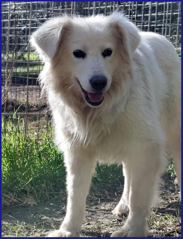 UFFA, SIMIL MAREMMANA 3 ANNI, VAGAVA CON I SUOI 2 CUCCIOLI, OGGI CERCA UNA FAMIGLIA CHE SE NE PRENDA CURA! Foto 2