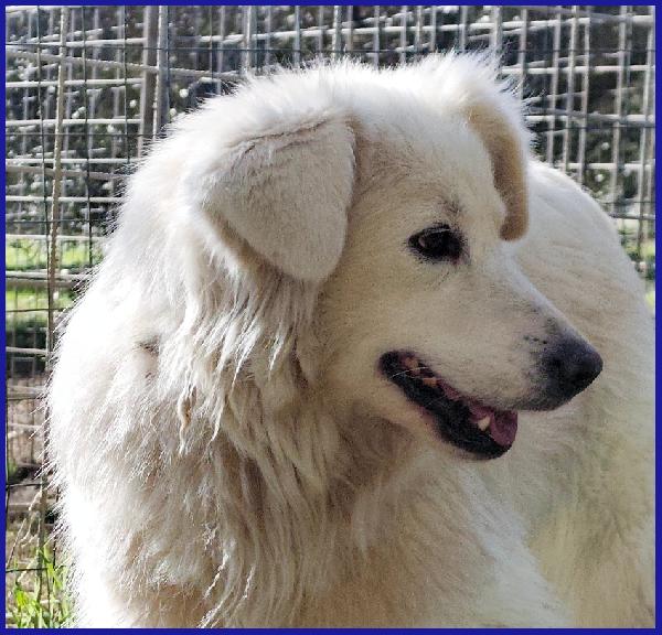 UFFA, SIMIL MAREMMANA 3 ANNI, VAGAVA CON I SUOI 2 CUCCIOLI, OGGI CERCA UNA FAMIGLIA CHE SE NE PRENDA CURA! Foto 3