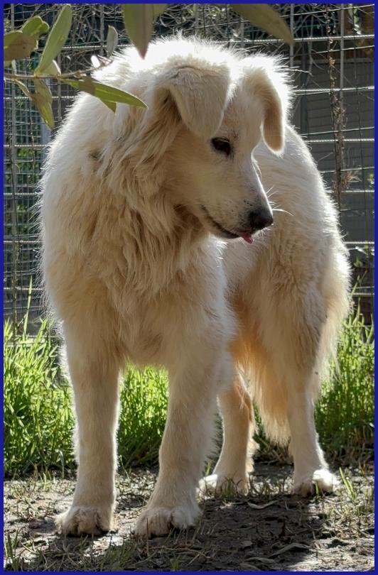 UFFA, SIMIL MAREMMANA 3 ANNI, VAGAVA CON I SUOI 2 CUCCIOLI, OGGI CERCA UNA FAMIGLIA CHE SE NE PRENDA CURA! Foto 4