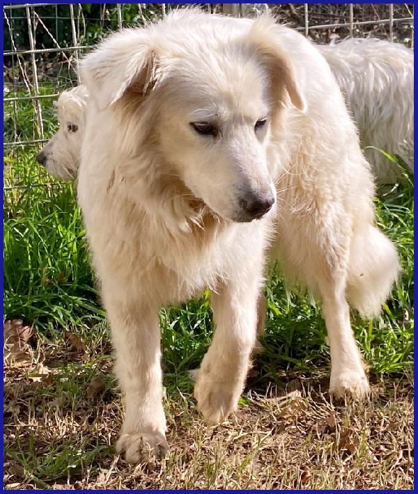 UFFA, SIMIL MAREMMANA 3 ANNI, VAGAVA CON I SUOI 2 CUCCIOLI, OGGI CERCA UNA FAMIGLIA CHE SE NE PRENDA CURA! Foto 5