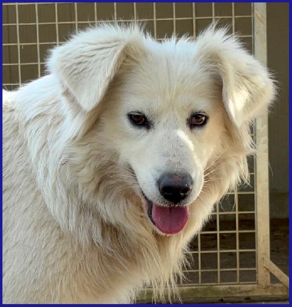 UFFA, SIMIL MAREMMANA 3 ANNI, VAGAVA CON I SUOI 2 CUCCIOLI, OGGI CERCA UNA FAMIGLIA CHE SE NE PRENDA CURA! Foto 6