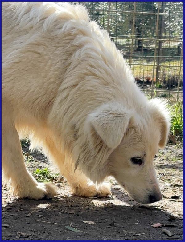 UFFA, SIMIL MAREMMANA 3 ANNI, VAGAVA CON I SUOI 2 CUCCIOLI, OGGI CERCA UNA FAMIGLIA CHE SE NE PRENDA CURA! Foto 7