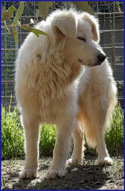 UFFA, SIMIL MAREMMANA 3 ANNI, VAGAVA CON I SUOI 2 CUCCIOLI, OGGI CERCA UNA FAMIGLIA CHE SE NE PRENDA CURA! Foto 8