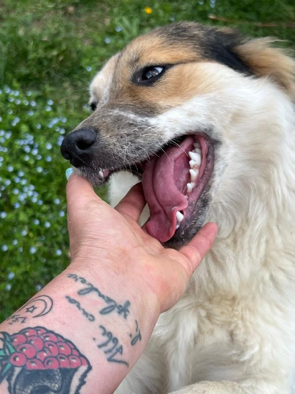 Fuffy Cucciolina Visibile In Liguria 