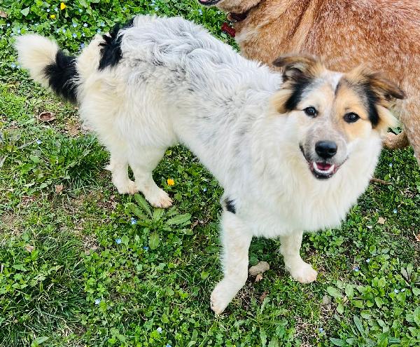 Fuffy cucciolina visibile in Liguria  Foto 2