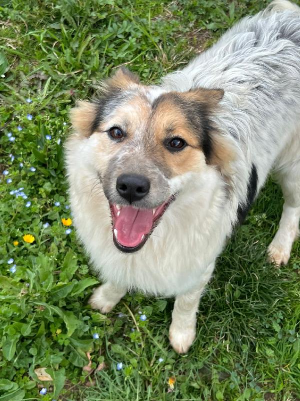 Fuffy cucciolina visibile in Liguria  Foto 3