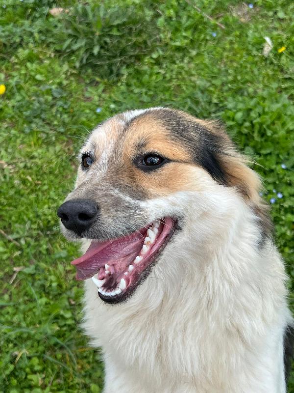 Fuffy cucciolina visibile in Liguria  Foto 4