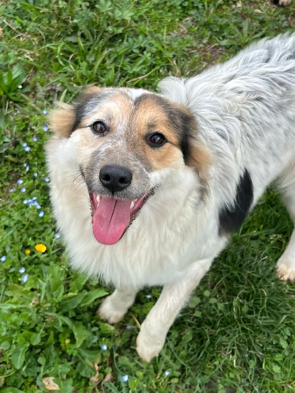 Fuffy cucciolina visibile in Liguria  Foto 5