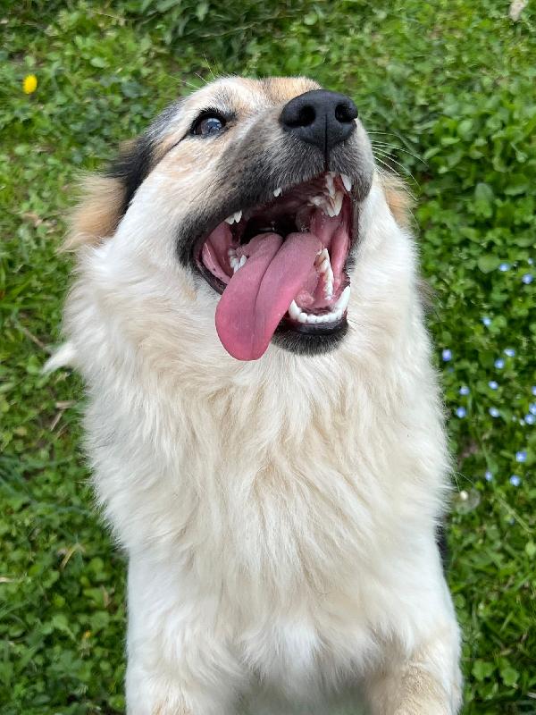 Fuffy cucciolina visibile in Liguria  Foto 6