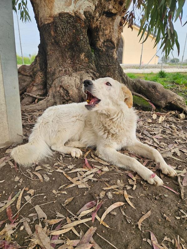 Ugo: 1 anno, taglia grande, socievole e affettuoso  Foto 8