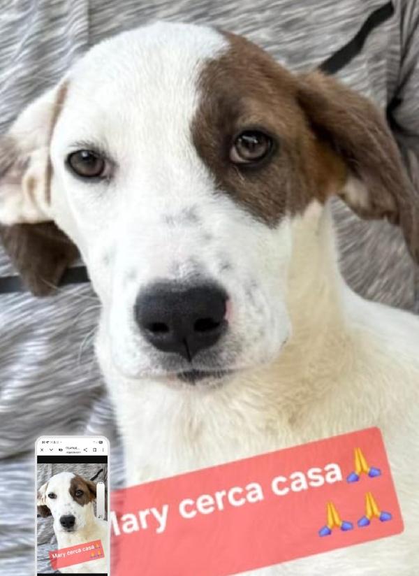 Mary 9/10Mesi Il Fratello Adottato Nessuno La Sceglie.sicilia