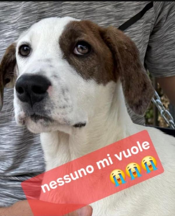 Mary 9/10mesi il fratello adottato NESSUNO LA SCEGLIE.SICILIA Foto 2