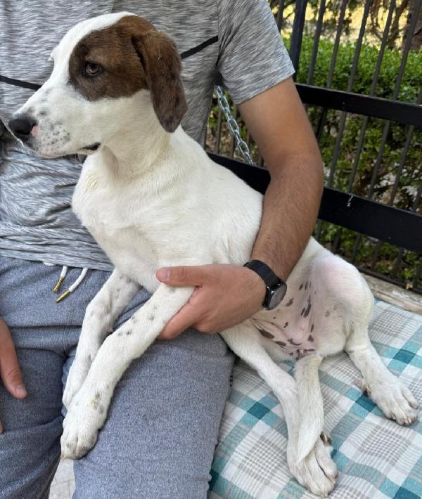 Mary 9/10mesi il fratello adottato NESSUNO LA SCEGLIE.SICILIA Foto 3