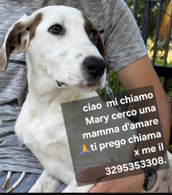 Mary 9/10mesi il fratello adottato NESSUNO LA SCEGLIE.SICILIA Foto 4