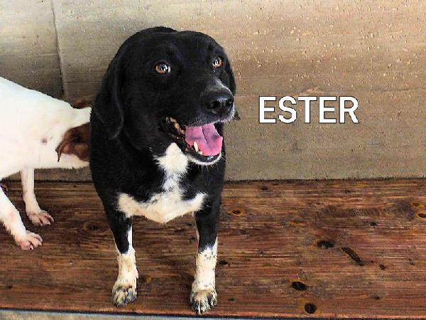 Ester Con Le Zampette Corte